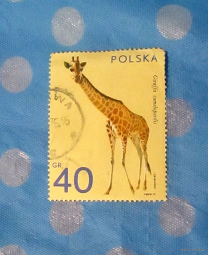 Животные в зоопарке Польши 1972 года.  Жираф