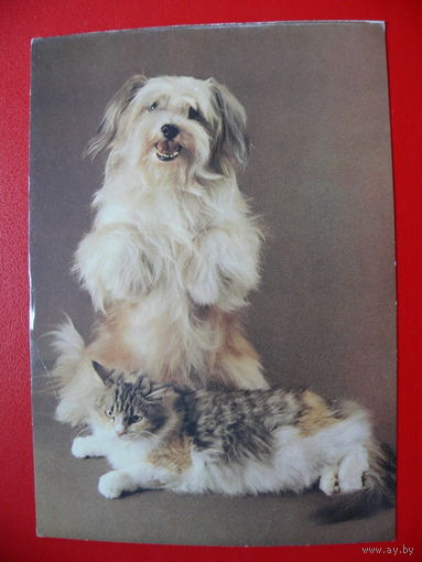 Ткаченко С.(фото), Друзья, 1990, подписана (кот, собака).