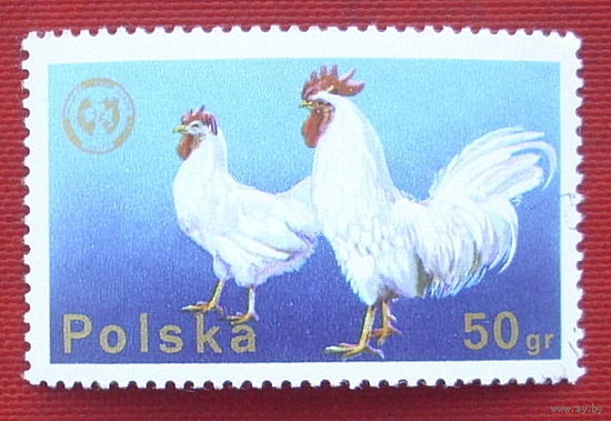 Польша. Домашние животные. ( 1 марка ) 1975 года. 9-1.