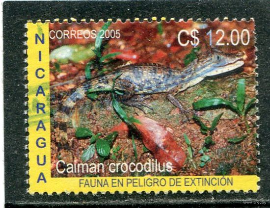 Нигарагуа. Крокодиловый кайман