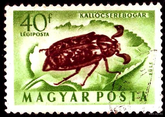 Насекомые Венгрия 1954 год 1 марка