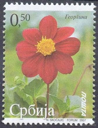 Сербия георгина цветы