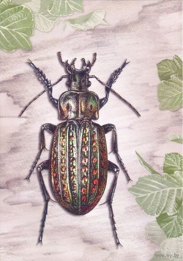 Беларусь 2016 посткроссинг насекомые жуки