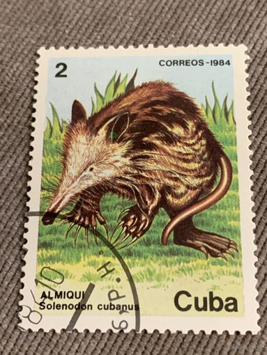 Куба 1984. Фауна. Solenodon Cubanus. Марка из серии