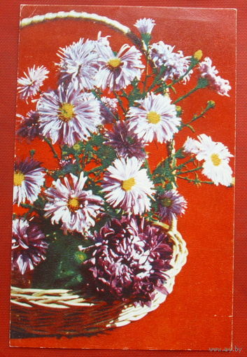Корейская хризантема. Чистая. 1971 года. 1621.