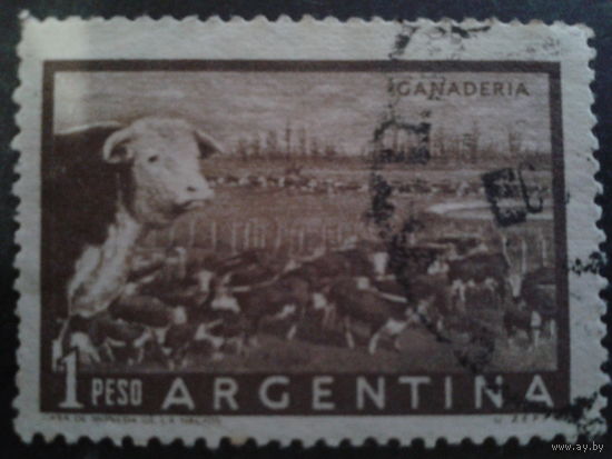 Аргентина 1954 Корова, стадо