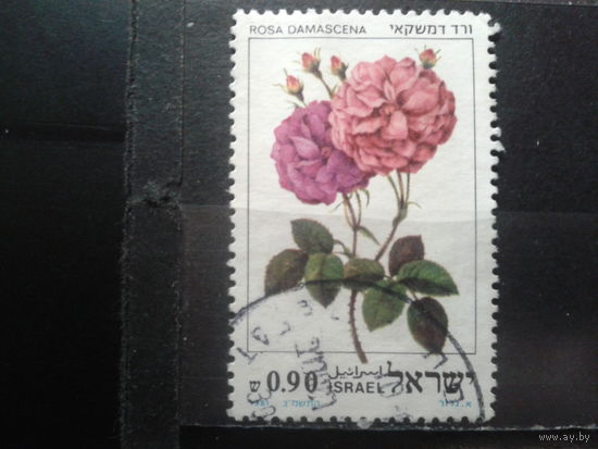 Израиль 1981 Розы