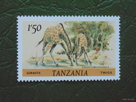 Танзания. Фауна.