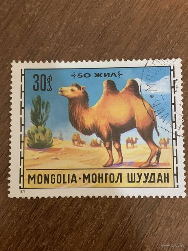 Монголия 1971. Верблюд. Марка из серии