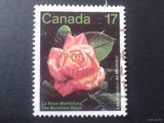 Канада 1981 роза