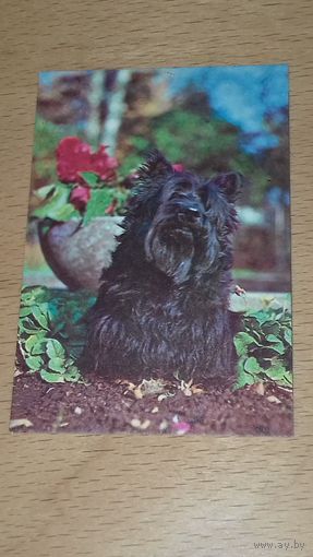 Календарик 1989 Эстония. Собака