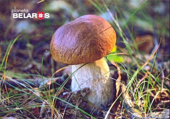 Беларусь 2022 посткроссинг грибы боровик флора