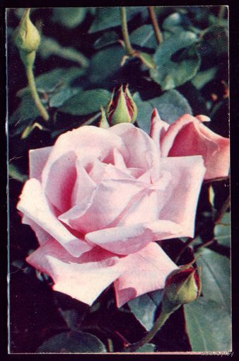 1972 год Н.Матанов Роза чист
