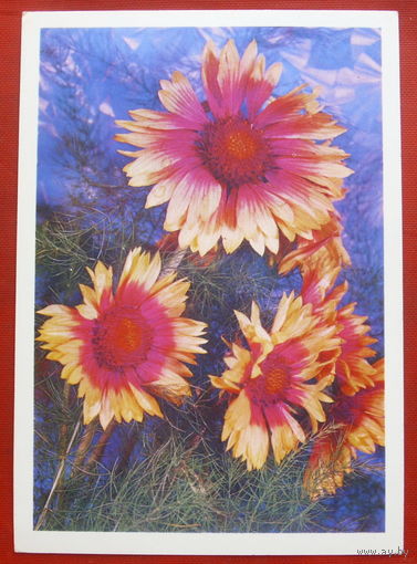 Цветы. Чистая. 1977 года. 1627.