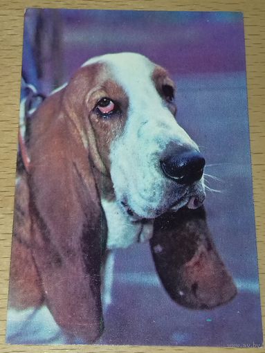 Календарик 1991 Собаки. Бассет