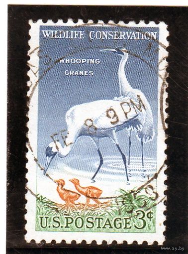 США. Ми-721. Американский журавль (Grus americana). Серия: Проблема сохранения дикой природы.1957.