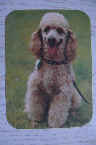 Календарик, 1991, Собаки.