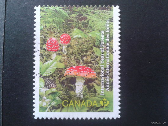 Канада 2011 лес, мухоморы