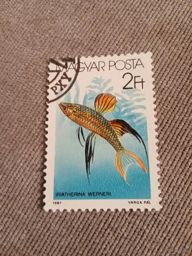 Венгрия 1987. Рыбы. Iriatherina Wepneri
