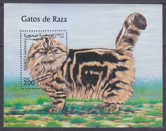 1999 Республика Сахара B Local Кошки