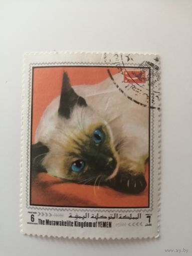 Йемен 1970. Коты