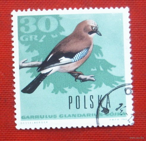 Польша. Птицы. ( 1 марка ) 1966 года. 8-15.