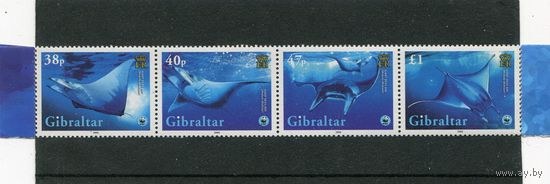 Гибралтар. Морская фауна. Скаты, сцепка