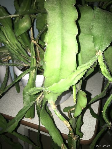 Эпифиллум листовой Кактус взрослый огромный очень красивый свисающий