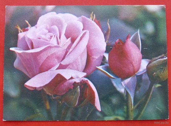 Роза с бутонами " Энрик Пало ". Чистая. 1985 года. Фото Матанова. 487.