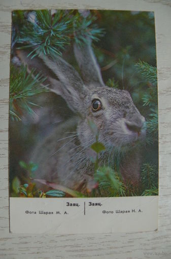 Календарик, 1988, Заяц.