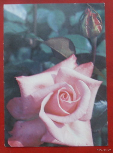 Роза " Винервальд ". Чистая. 1983 года. Фото Матанова. *333.