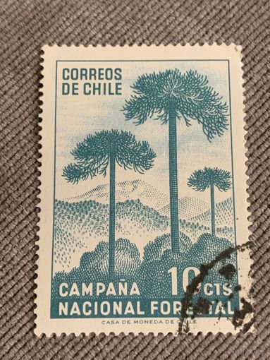 Чили. Защита лесов
