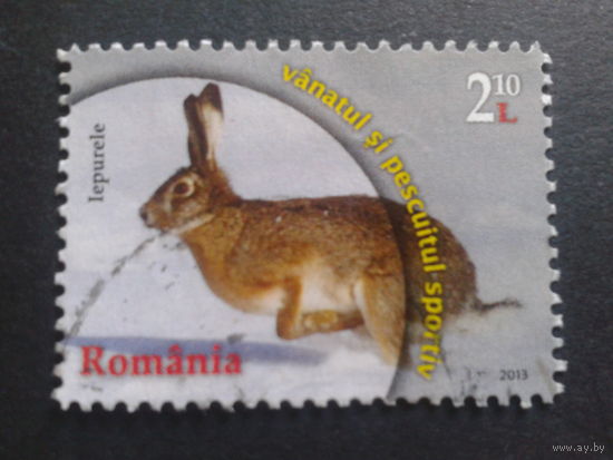 Румыния 2013 заяц