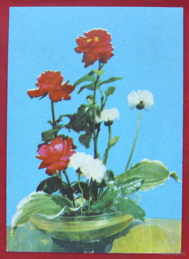 Цветы. 1974 года. Минтис. #97.