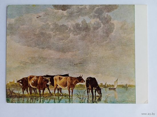 Кейп. Коровы на берегу реки. Издание Венгрии