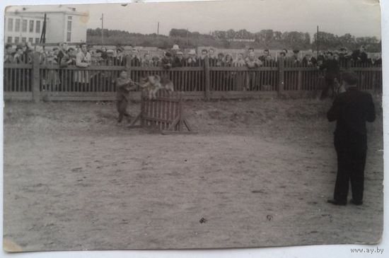 Фото на соревнованиях по служебному собаководству. 1960-е. 9х14 см.