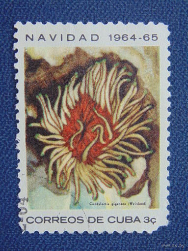 Куба 1964 г. Цветы.