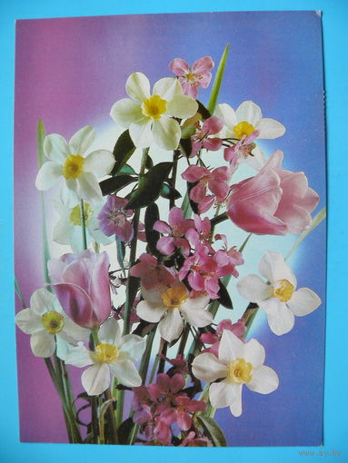 Костенко П.(фото), Цветы, 1990, чистая.
