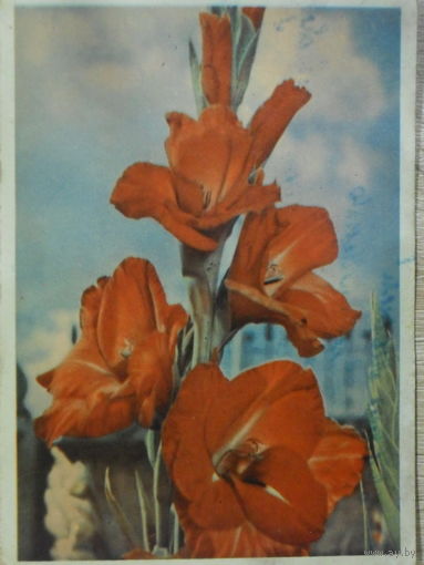 ПОДПИСАННАЯ ОТКРЫТКА СССР. ГЛАДИОЛУС. фото. Г. САМСОНОВА.1957 год.