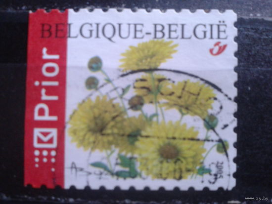 Бельгия 2005 Хризантемы, марки из буклета