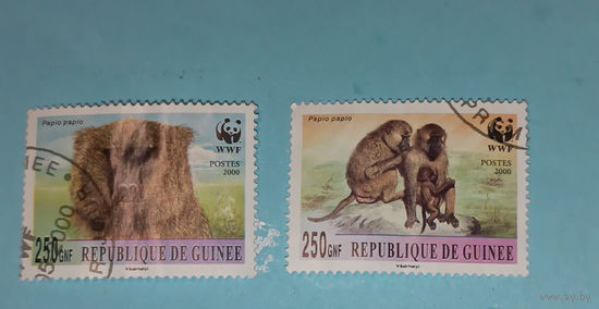 Гвинея, обезьяны