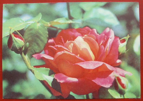 Роза чайно - гибридная. Чистая. 1976 года. Фото Раскина. 1425.