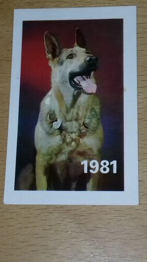 Календарик 1981 Украина. Собака. Овчарка