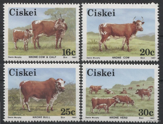 Сискей (ЮАР) 1987 год. Фауна. Домашние животные. Коровы. **