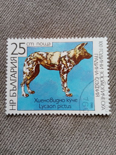 Болгария 1988. Гиеновидная собака