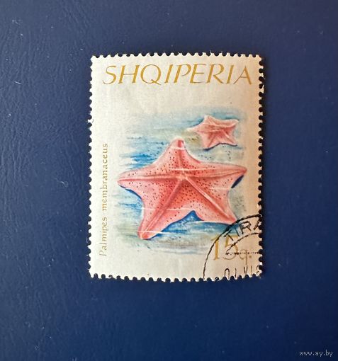 Албания 1966 год Фауна Иглокожие Морские звёзды Mi:1060 Гашеная