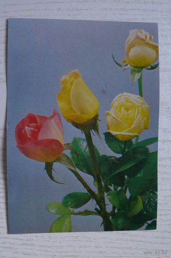 Розы; чистая (изд. Польша).