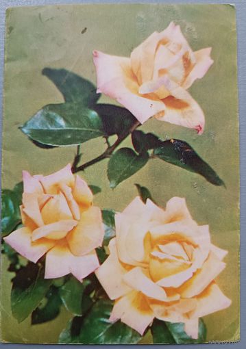 Розы. Телеграмма. Открытка двойная, 1981