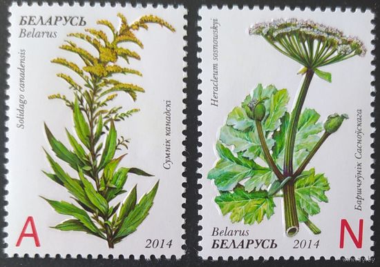 Беларусь 2014 Инвазивные растения.