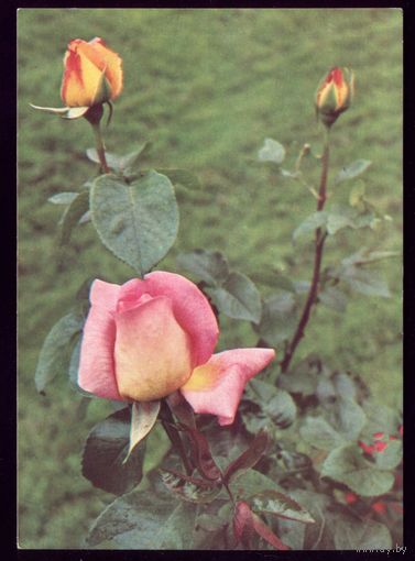 1976 год Р.Папикьян Роза гибридная